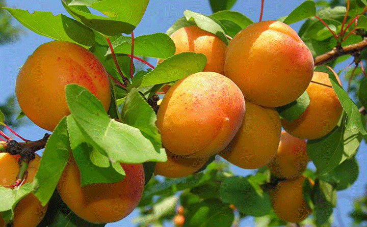مشخصات تغذیهای زردآلو