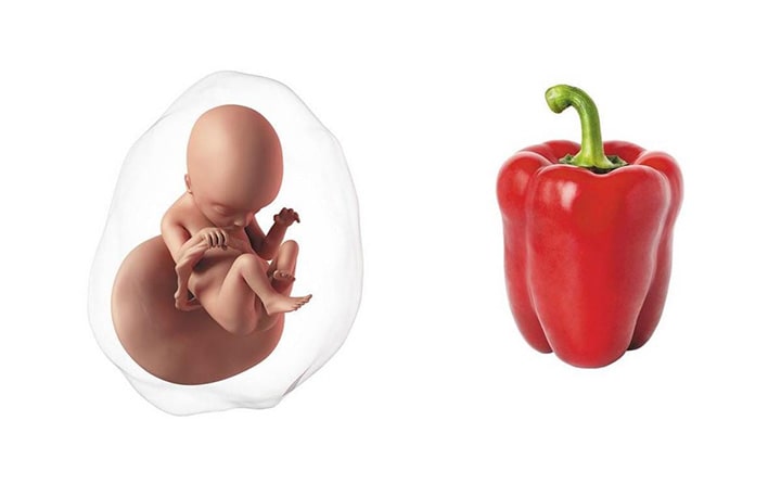 Eighteenth-week-of-pregnancy-5