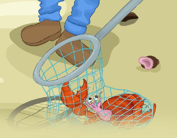 hector-the-hermit-crab-story-2