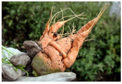my-vegetable-friends-story-18
