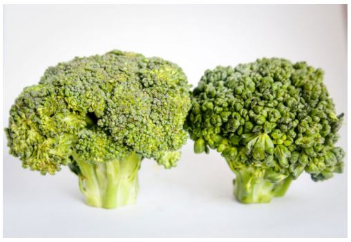 my-vegetable-friends-story-2