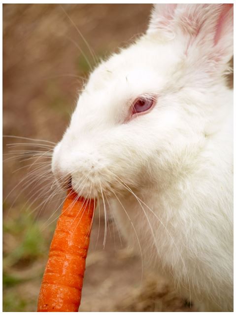 my-vegetable-friends-story-19