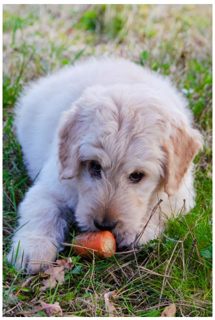 my-vegetable-friends-story-24