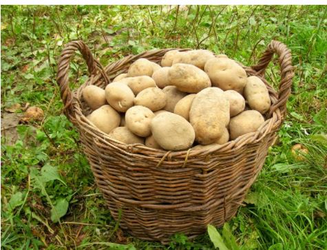 my-vegetable-friends-story-5