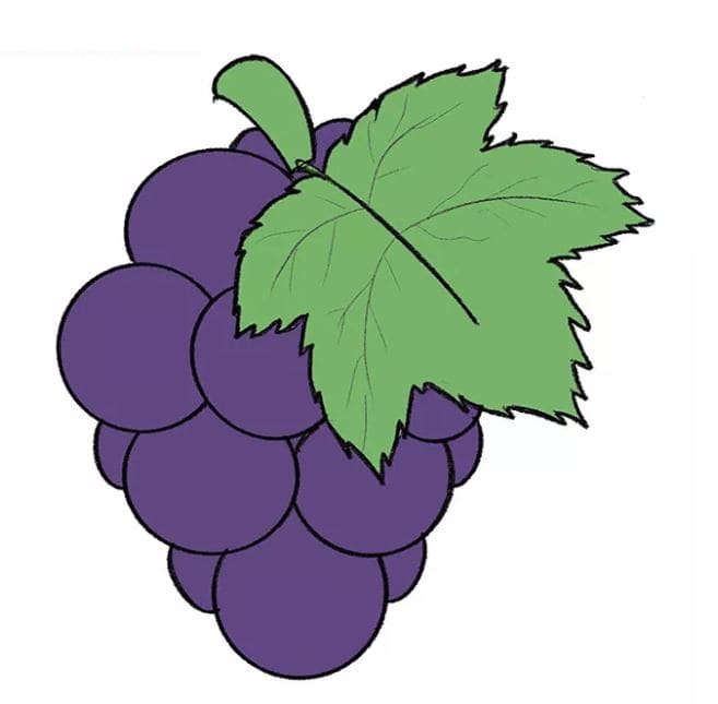 grapes-drawing-10