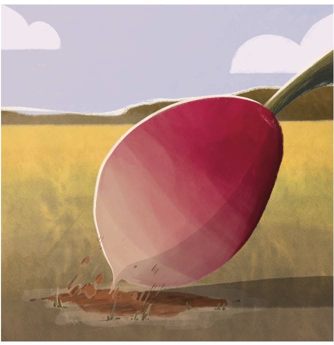 the-enormous-turnip-story-16