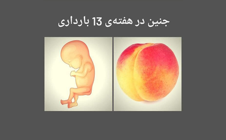 جنین در هفته 13 بارداری