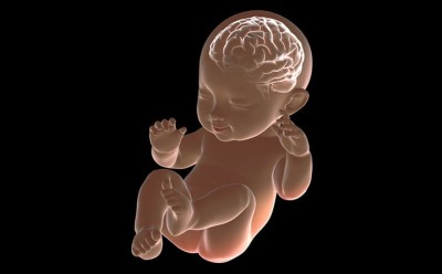 ‌هفته سی و سوم بارداری – تکامل مغز و اعصاب جنین