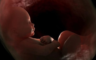 هفته سی و‌ ششم بارداری – تکامل سیستم ایمنی جنین